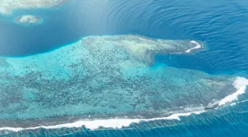 fin banc corail